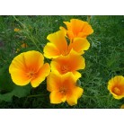 Eschscholzia orange