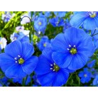 Flax blue