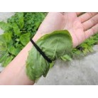Broadleaf Plantain